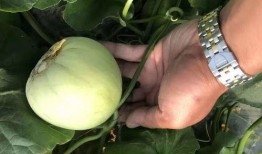 甜瓜乐园最新爆料9.0,全新升级，乐享无限惊喜