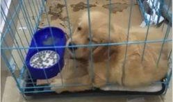 武汉宠物爆料案件最新,真相大白，宠物权益保护再引关注