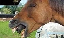 马吃瓜搞笑视频下载免费,免费下载，欢乐无限