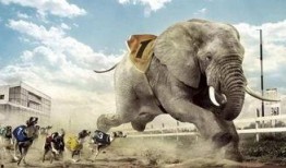 太阳哥爆料大象视频大全,大象视频大全精彩瞬间大放送