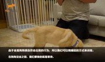 狗崽爆料视频大全集在线观看,揭秘娱乐圈幕后真相