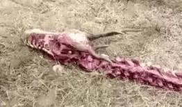 记者爆料野生水母事件视频,记者现场直击惊心动魄一幕