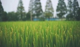 田园牧歌爆料最新消息,最新热点事件深度解析