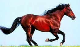 马吃瓜搞笑视频下载免费,免费下载，欢乐无限