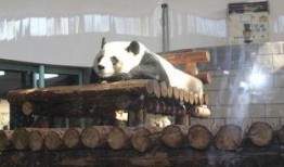 天津动物园爆料视频网站,精彩瞬间直击动物世界