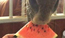 马吃瓜搞笑视频下载免费,免费下载，欢乐无限