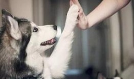 武汉宠物爆料案件最新,真相大白，宠物权益保护再引关注