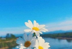 早安最新爆料视频大全,最新视频大全揭秘热点事件