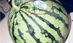 一元吃瓜网红,揭秘网络红人的崛起之路