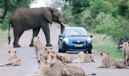 太阳哥爆料大象视频大全,大象视频大全精彩瞬间大放送