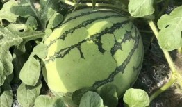 甜瓜乐园最新爆料9.0,全新升级，乐享无限惊喜