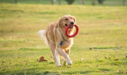 武汉宠物爆料案件最新,真相大白，宠物权益保护再引关注