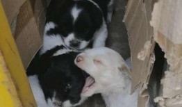 狗崽爆料视频大全集在线观看,揭秘娱乐圈幕后真相