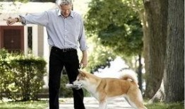 忠犬八公在线观看美国,跨越生死的忠诚守候