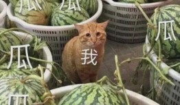 学校的瓜最新爆料