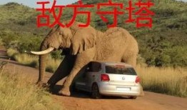 太阳哥爆料大象视频大全,大象视频大全精彩瞬间大放送