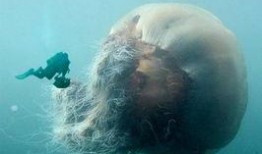 记者爆料野生水母事件视频,记者现场直击惊心动魄一幕