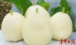 甜瓜乐园最新爆料9.0,全新升级，乐享无限惊喜