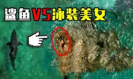 电影鲨滩土豆在线观看,惊险求生，海洋深处的生死较量