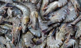 海虾养殖爆料视频大全最新,最新爆料视频大全深度解析