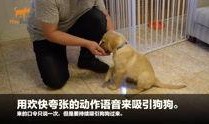 狗崽爆料视频大全集在线观看,揭秘娱乐圈幕后真相