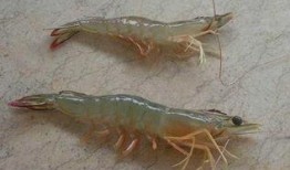 海虾养殖爆料视频大全最新,最新爆料视频大全深度解析