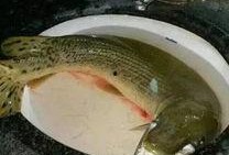 汝州最新爆料怪鱼,揭秘其神秘身世与生态影响