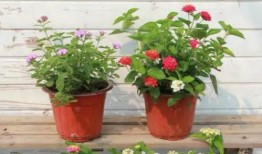 开平家长爆料视频最新,揭秘校园安全问题