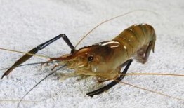 海虾养殖爆料视频大全最新,最新爆料视频大全深度解析