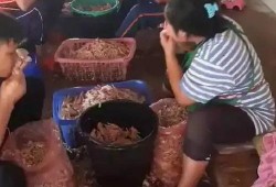 爆料鸡爪制作视频,自制美味鸡爪，跟随视频教程轻松学会！