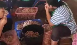 爆料鸡爪制作视频,自制美味鸡爪，跟随视频教程轻松学会！